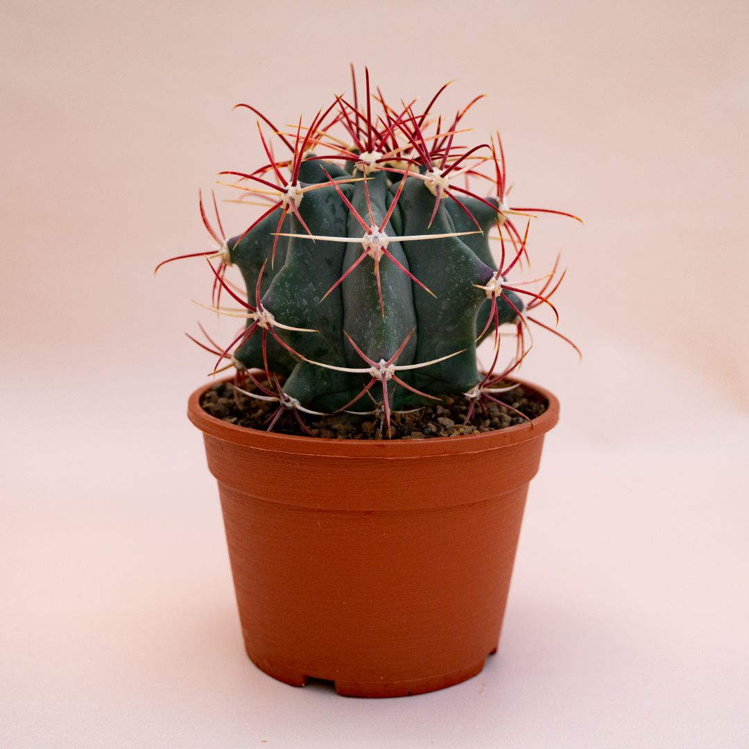 Ferocactus emoryi Ø 16 cm 706F