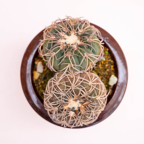 Gymnocalycium spegazzinii Ø 13 cm