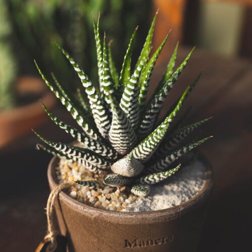 Haworthia fasciata - Linea Manera Choco