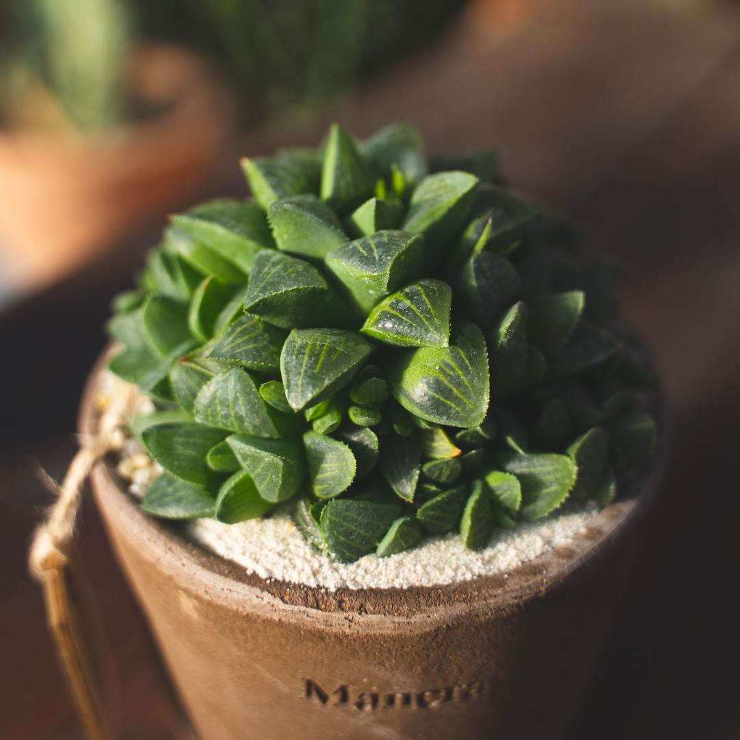 Haworthia retusa - Linea Manera Choco