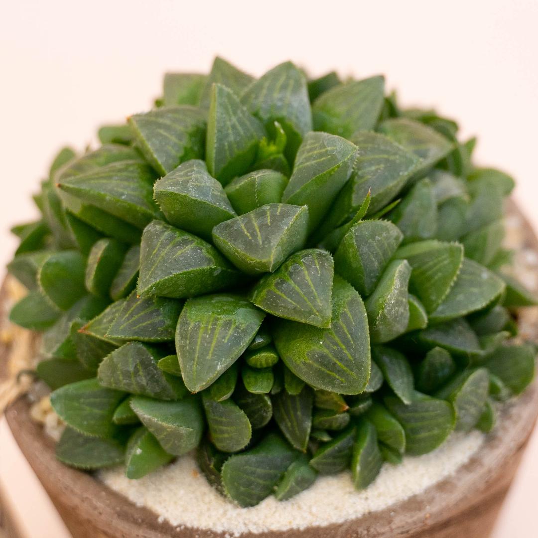 Haworthia retusa - Linea Manera Choco