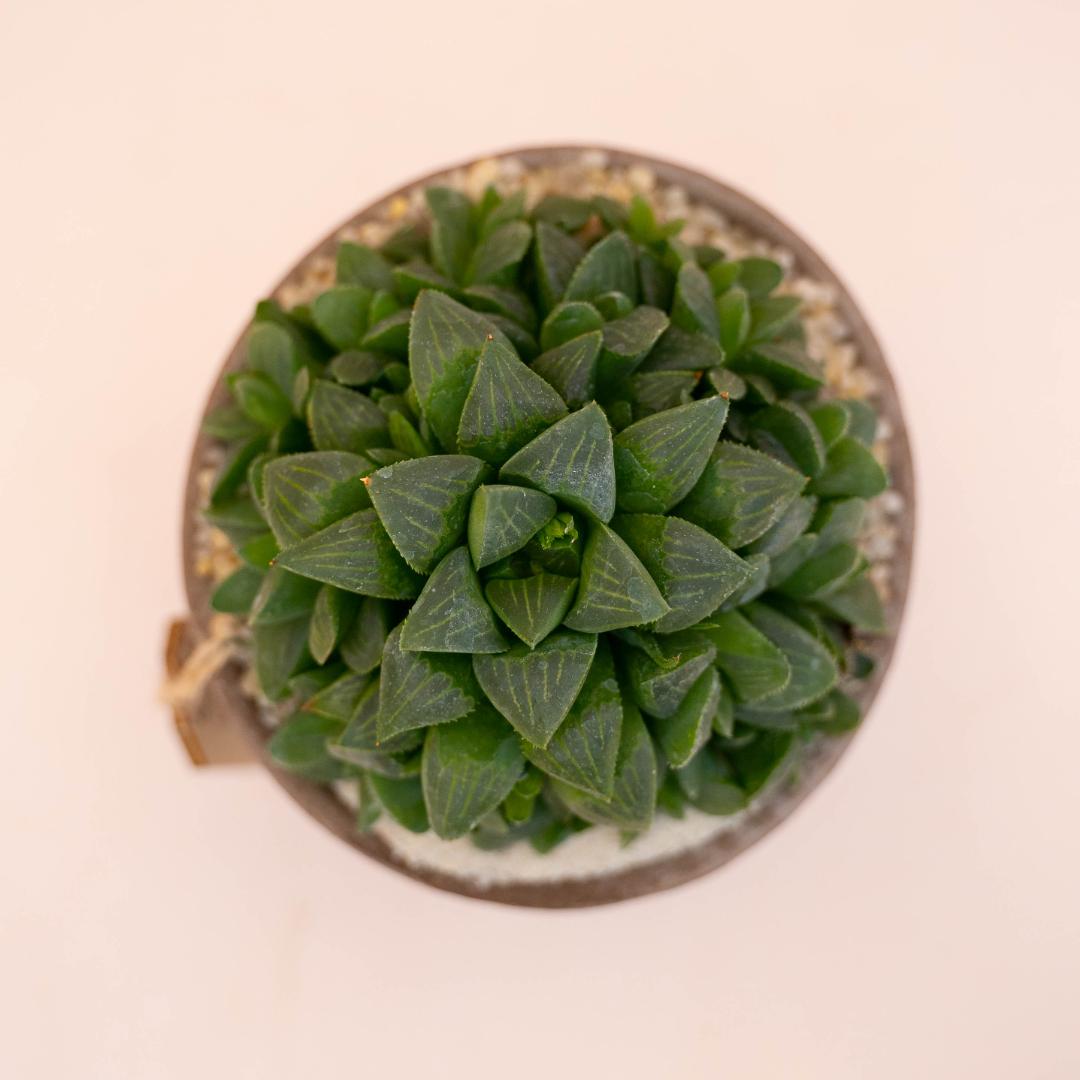 Haworthia retusa - Linea Manera Choco