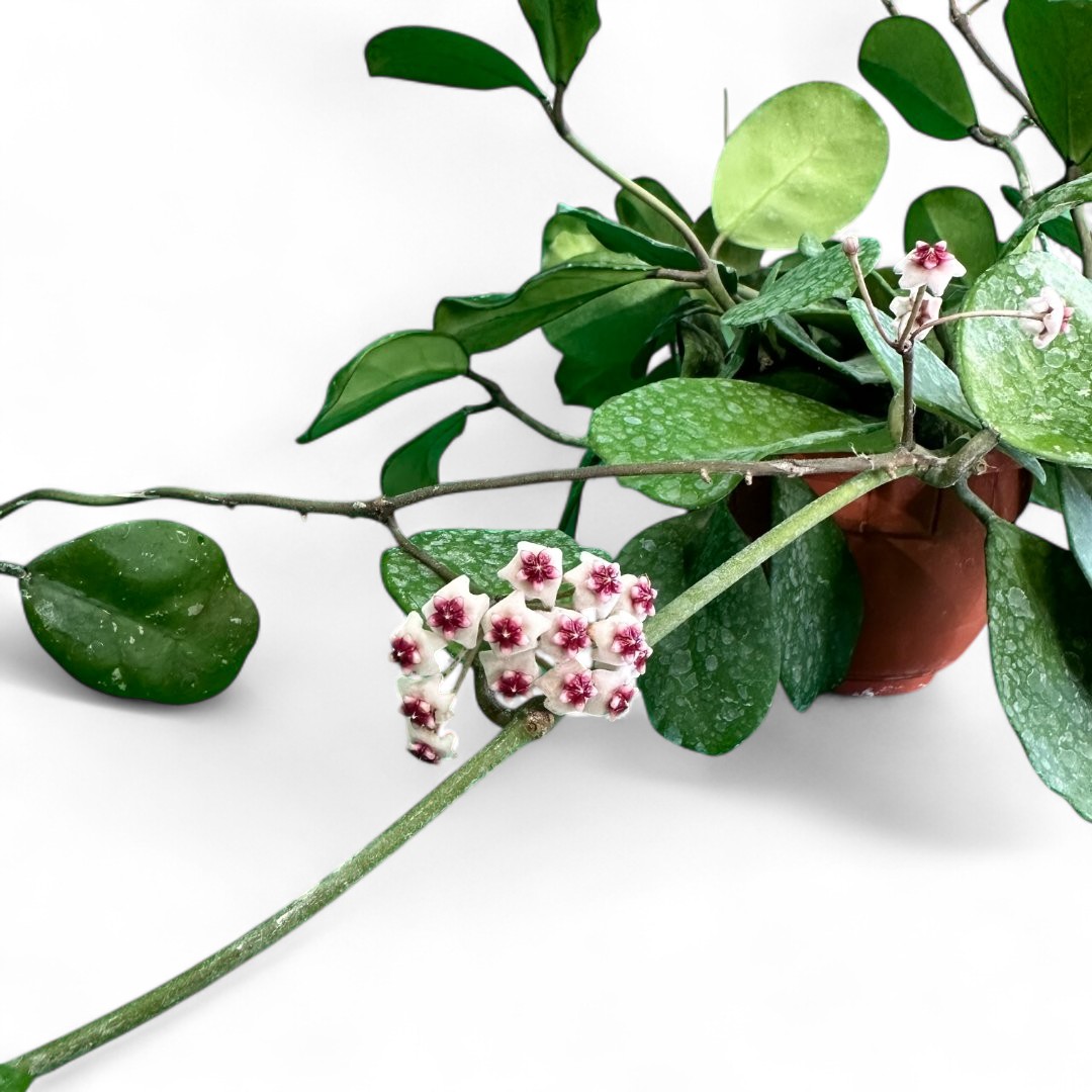 Hoya obovata Ø 14 cm