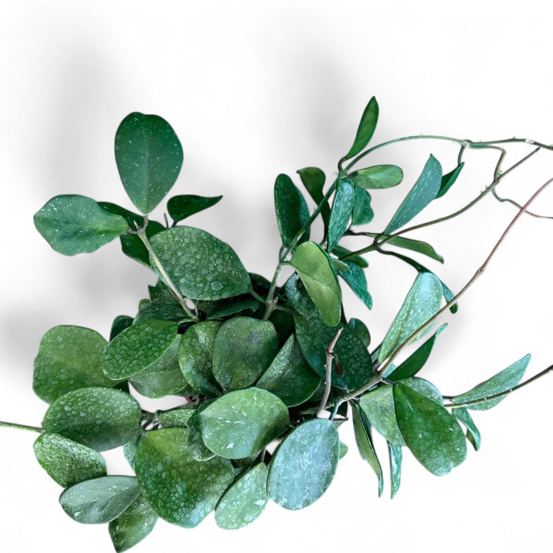 Hoya obovata Ø 14 cm