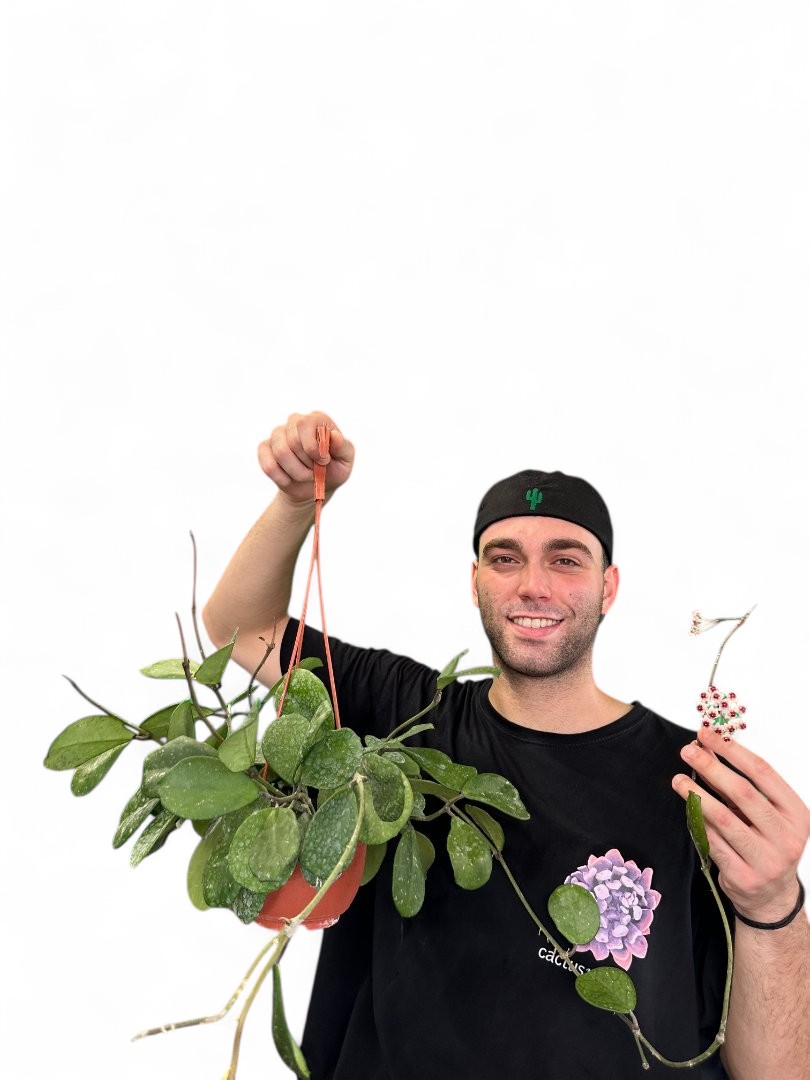 Hoya obovata Ø 14 cm