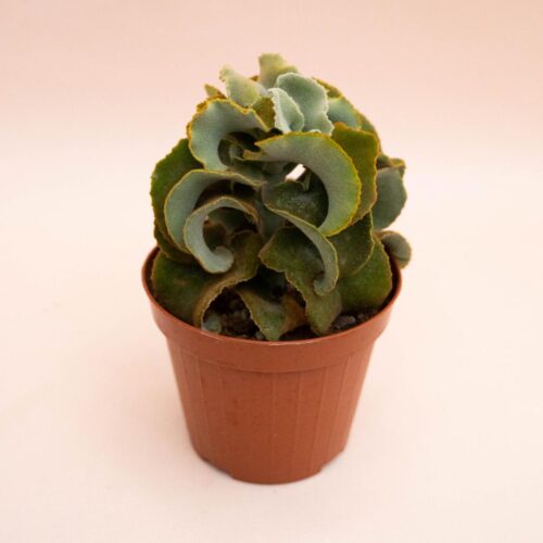 Kalanchoe Fang mostruosa Ø 12 cm