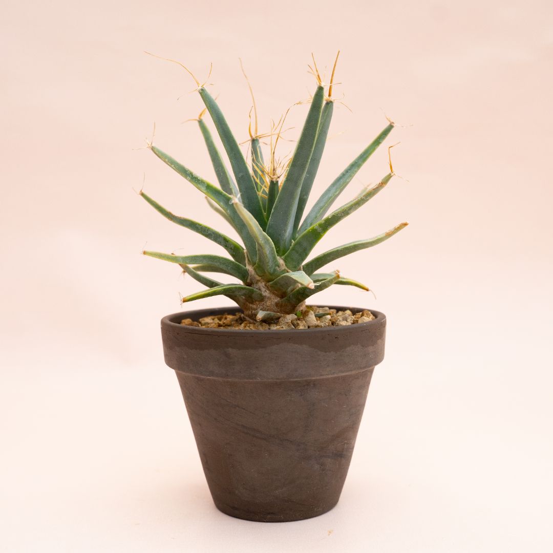 Leuchtenbergia principis Ø 12 cm 832F