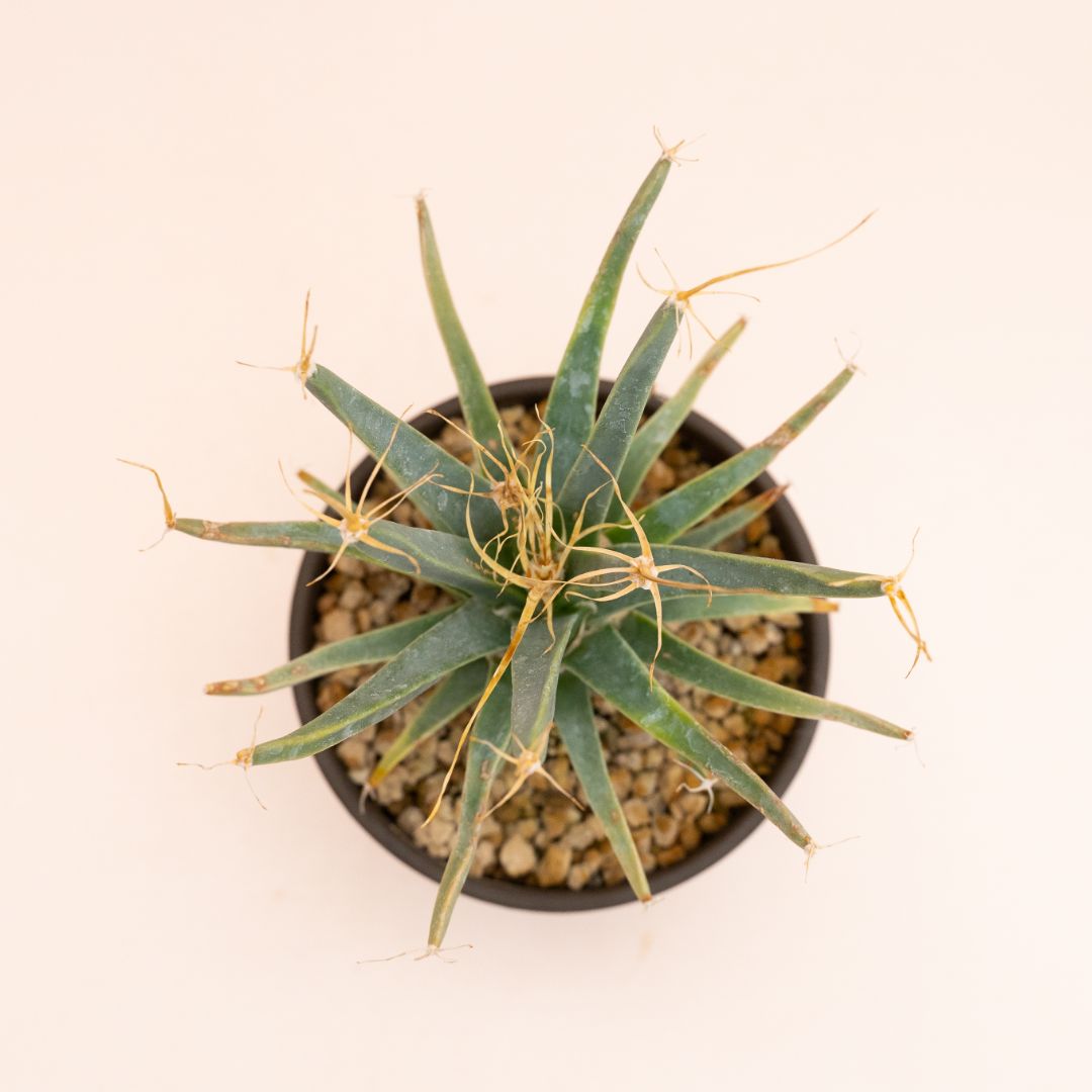 Leuchtenbergia principis Ø 12 cm 832F