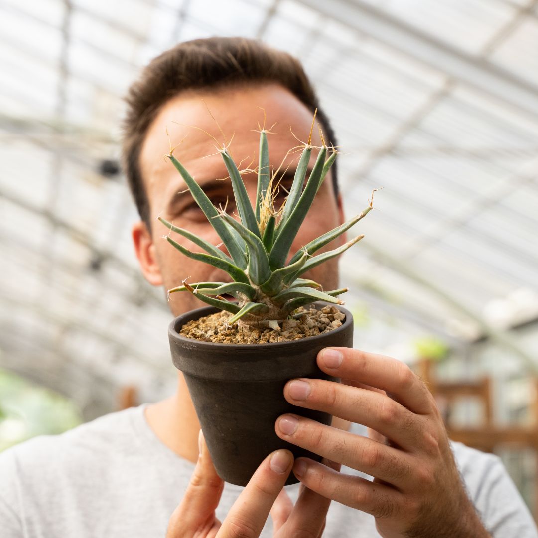 Leuchtenbergia principis Ø 12 cm 832F