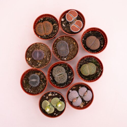Lithops sp. Ø 5,5 cm cod.1328