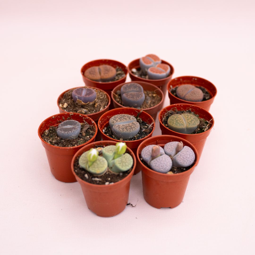 Lithops sp. Ø 5,5 cm cod.1328