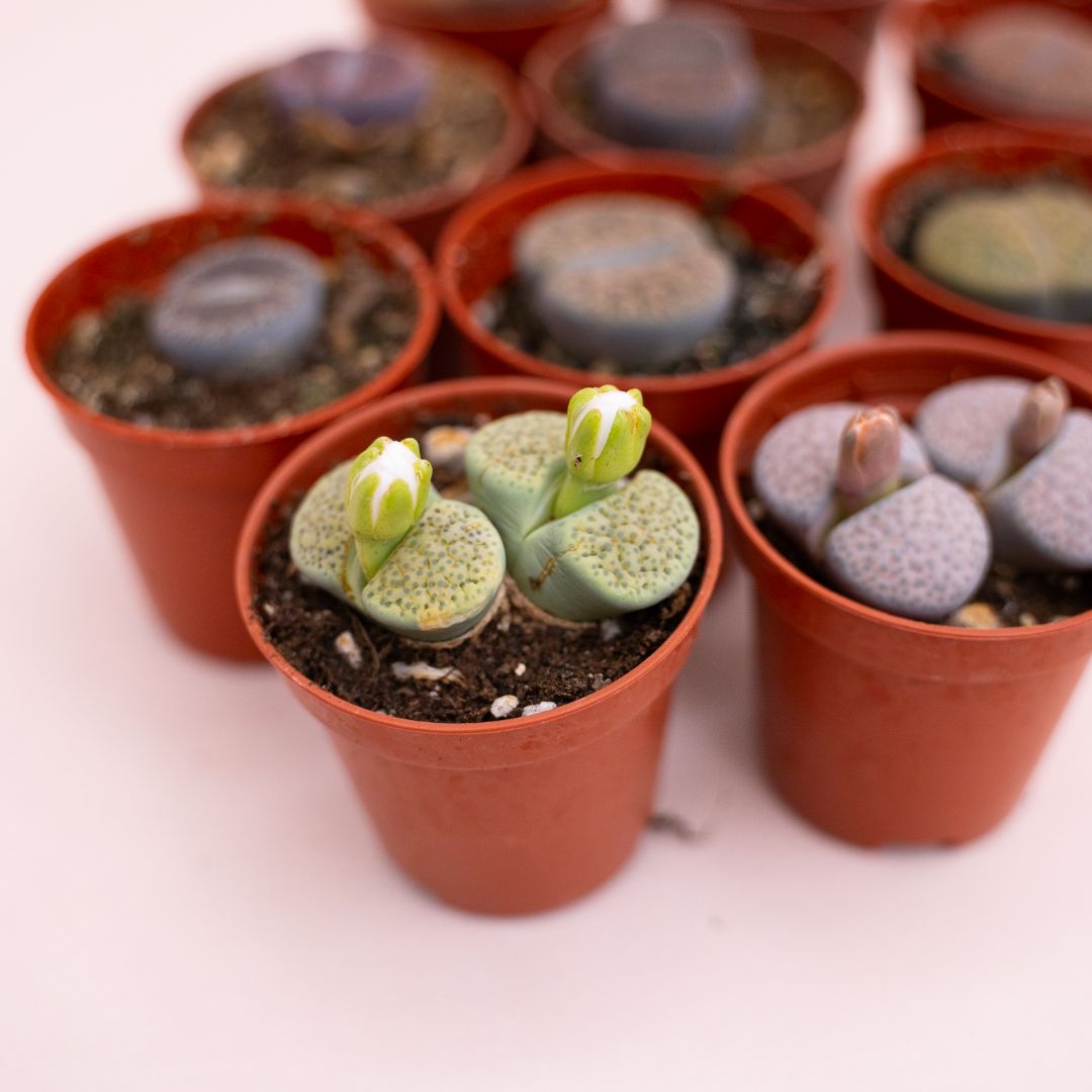 Lithops sp. Ø 5,5 cm cod.1328