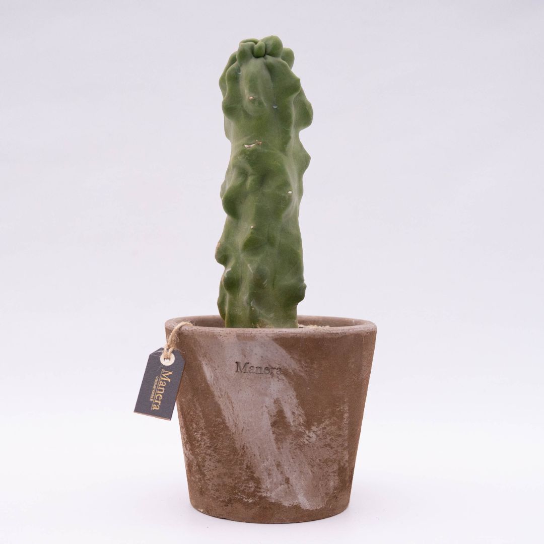 Lophocereus schottii major Linea Manera Choco 1307