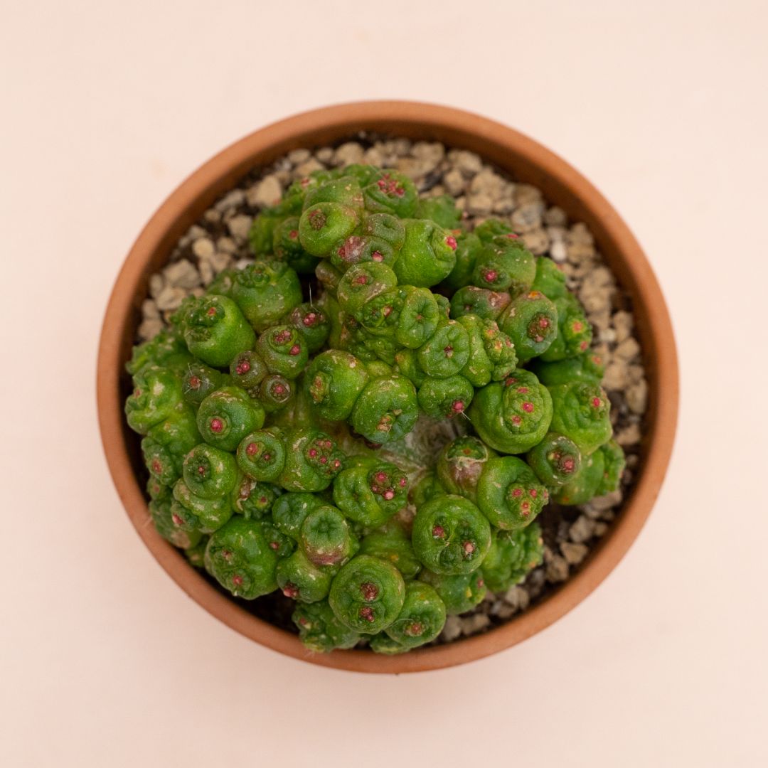 Mammillaria bocasana Fred mostruosa Ø 11 cm 853F Mammillaria bocasana Fred mostruosa Ø 11 cm 853F