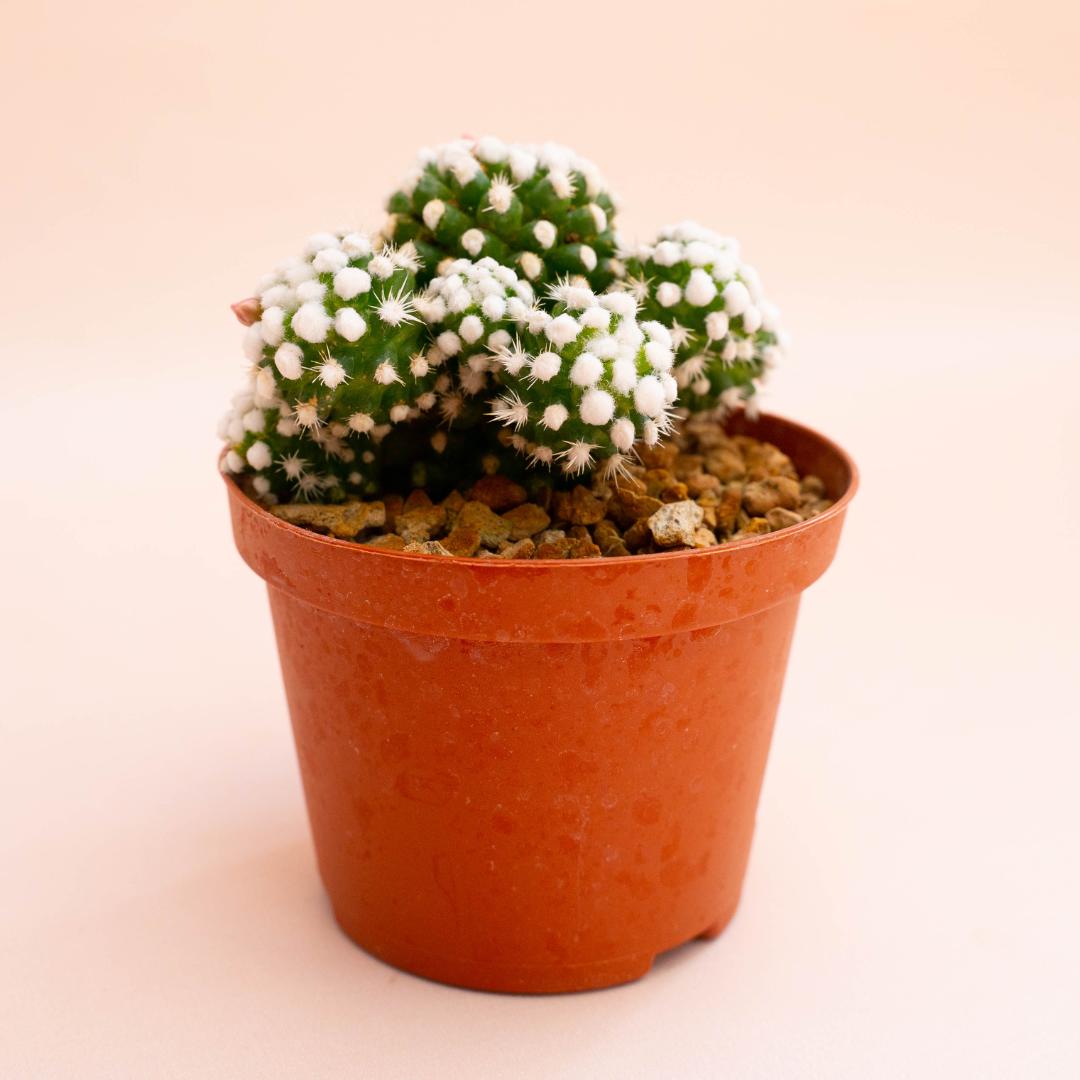 Mammillaria gracilis cv. Oruga Ø 10,5 cm