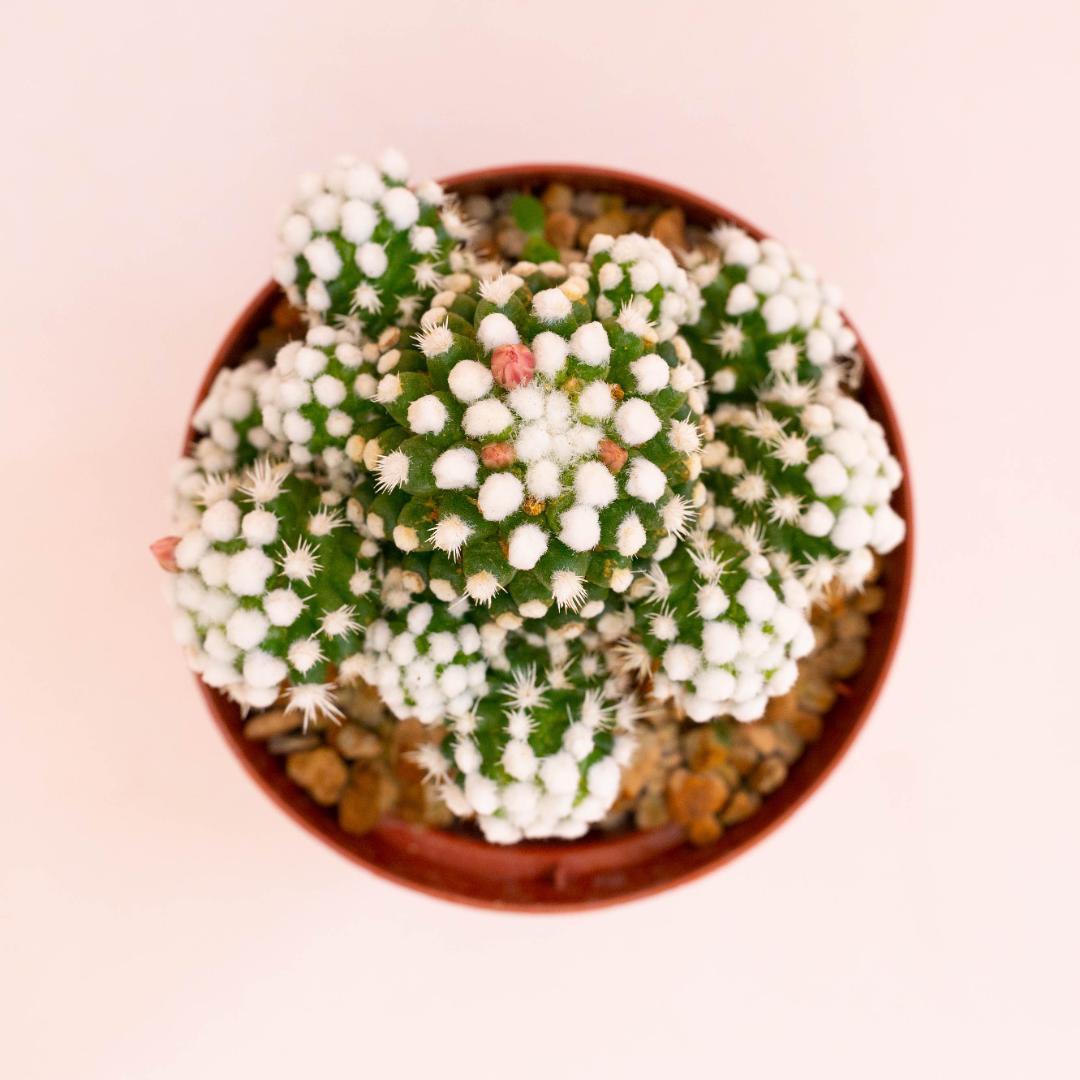 Mammillaria gracilis cv. Oruga Ø 10,5 cm