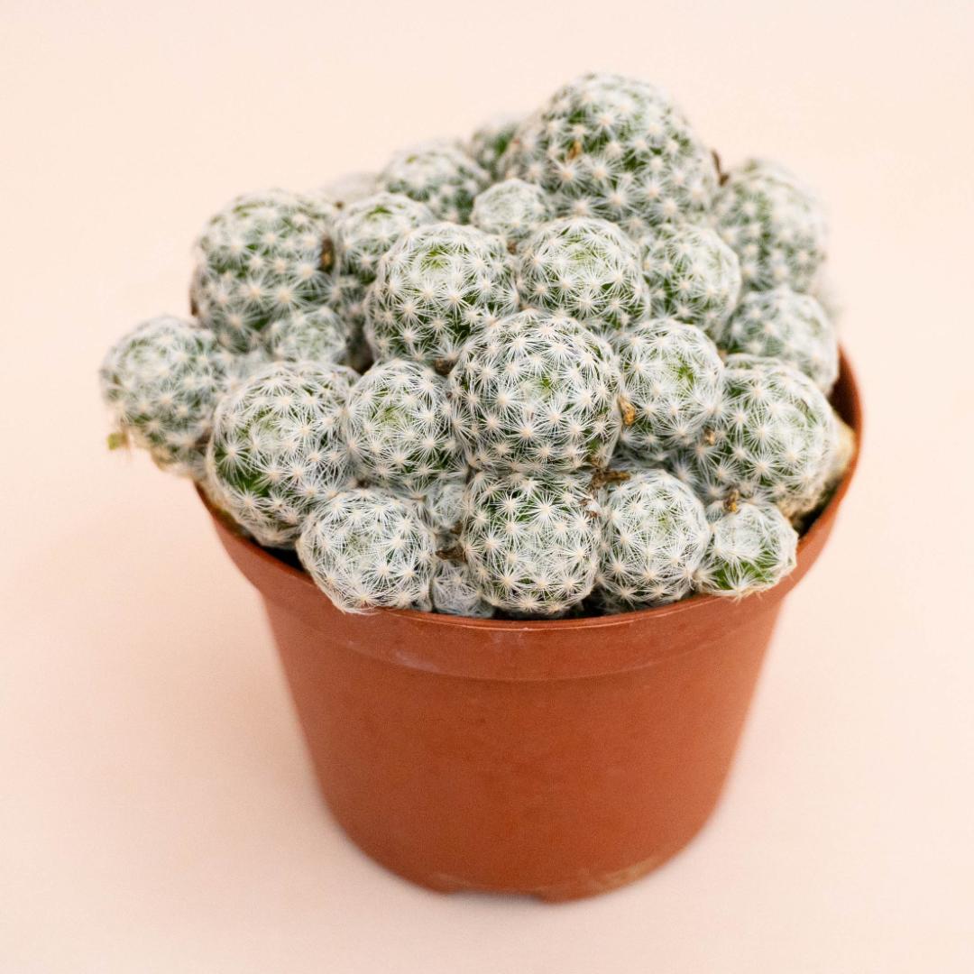 Mammillaria humboldtii v. caespitosa Ø 10,5 cm