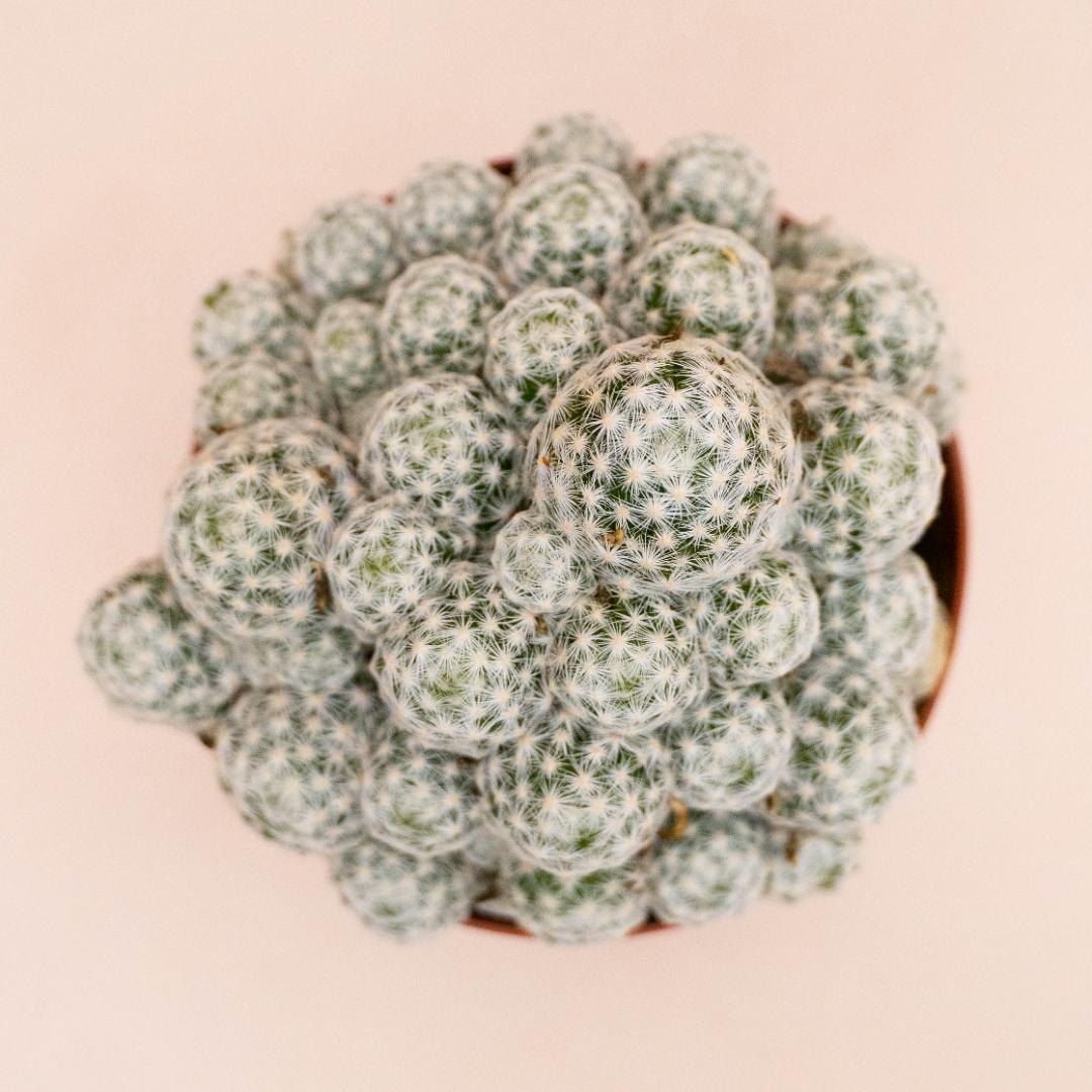 Mammillaria humboldtii v. caespitosa Ø 10,5 cm
