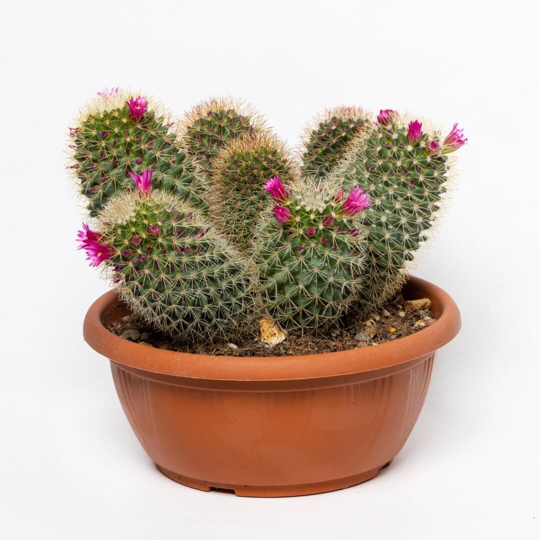 Mammillaria spinosissima Ø 20 cm