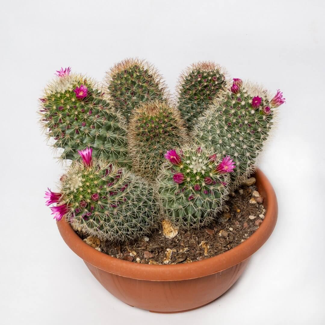 Mammillaria spinosissima Ø 20 cm