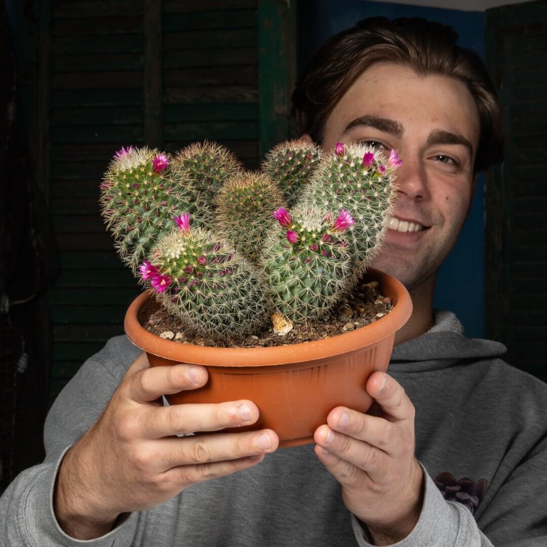 Mammillaria spinosissima Ø 20 cm Mammillaria spinosissima Ø 20 cm