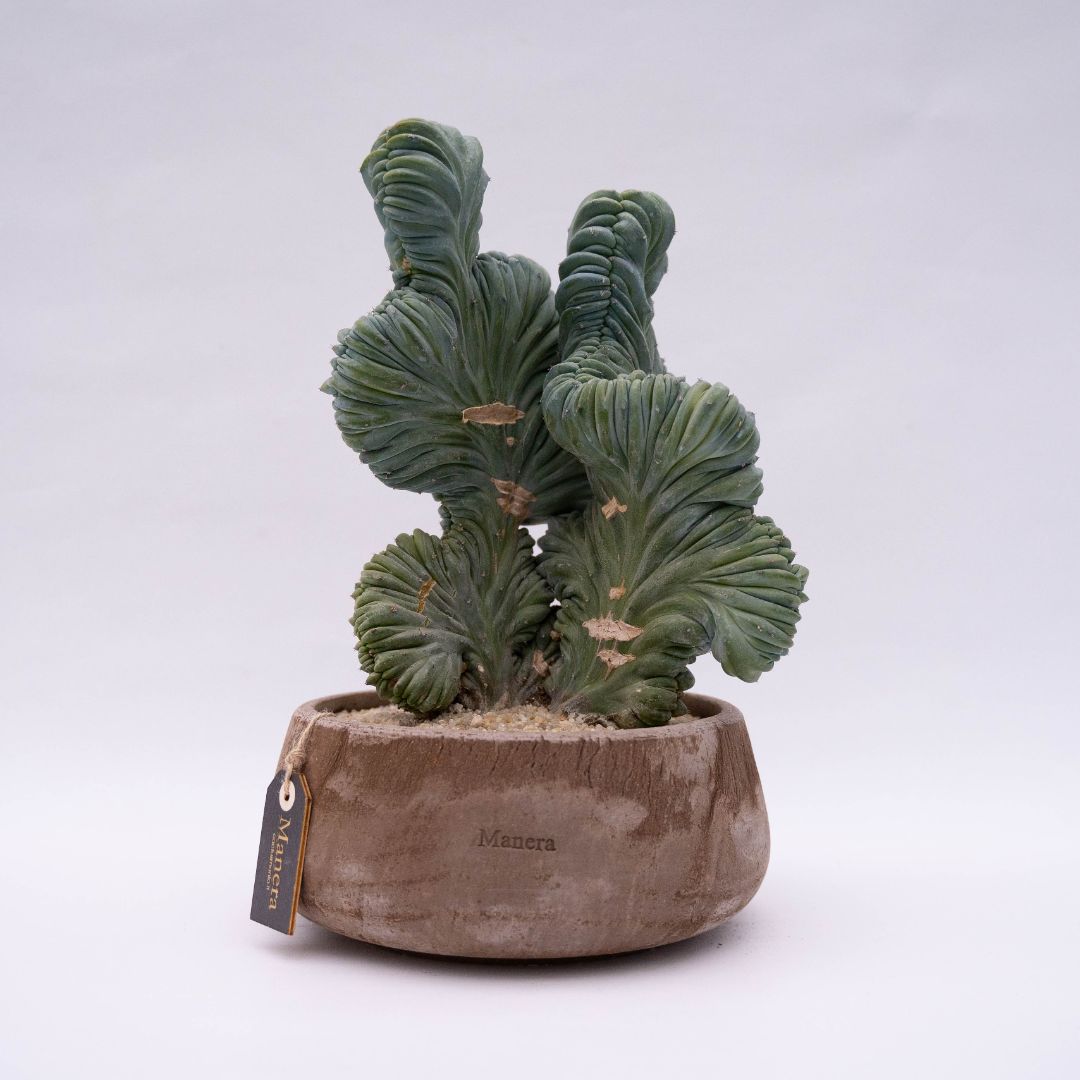 Myrtillocactus geometrizans crestato f. minor Linea Manera Choco 1302