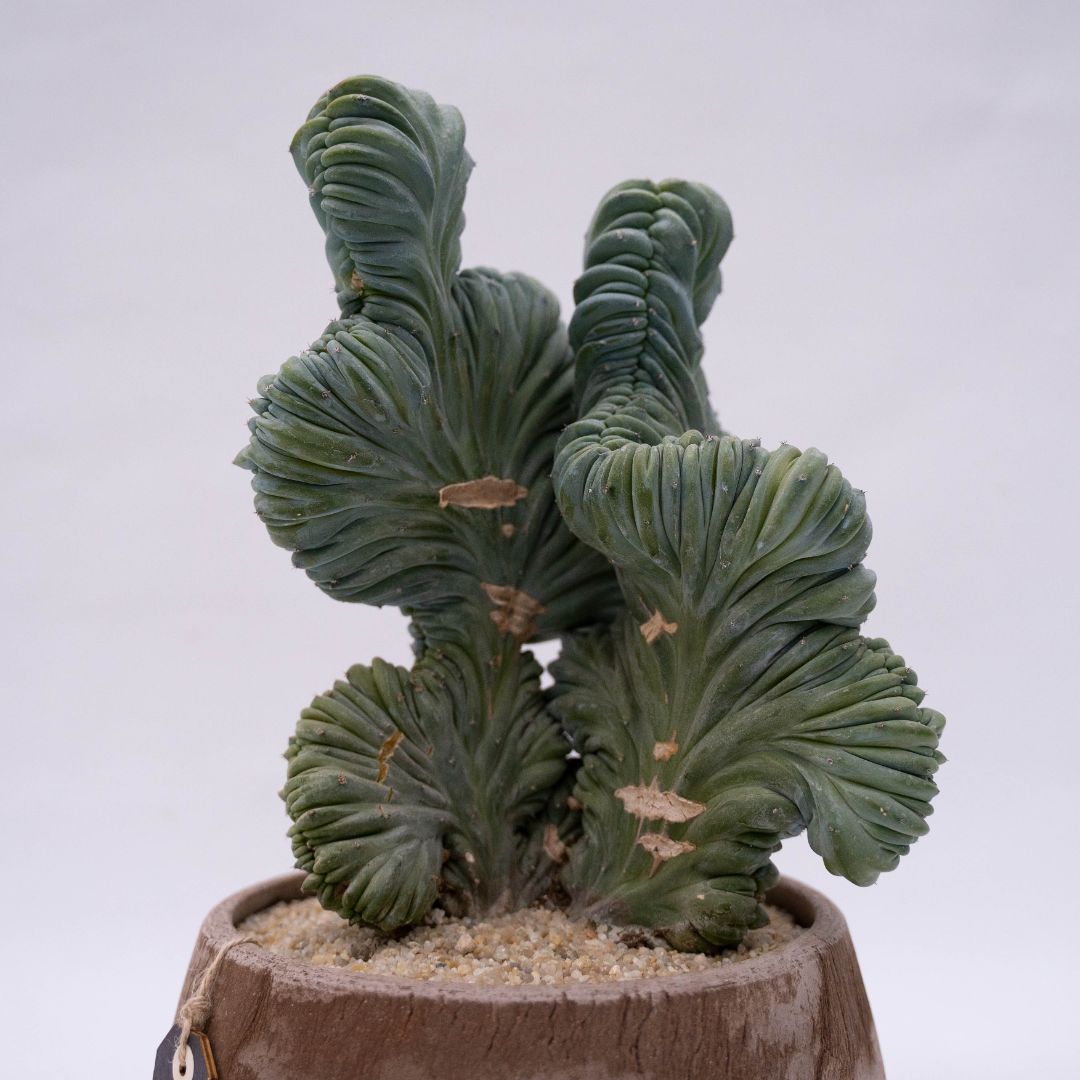 Myrtillocactus geometrizans crestato f. minor Linea Manera Choco 1302