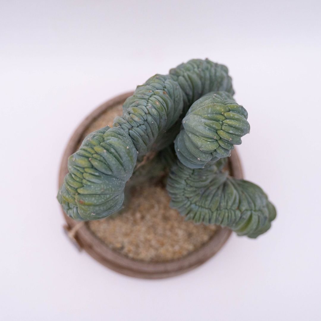 Myrtillocactus geometrizans crestato f. minor Linea Manera Choco 1302