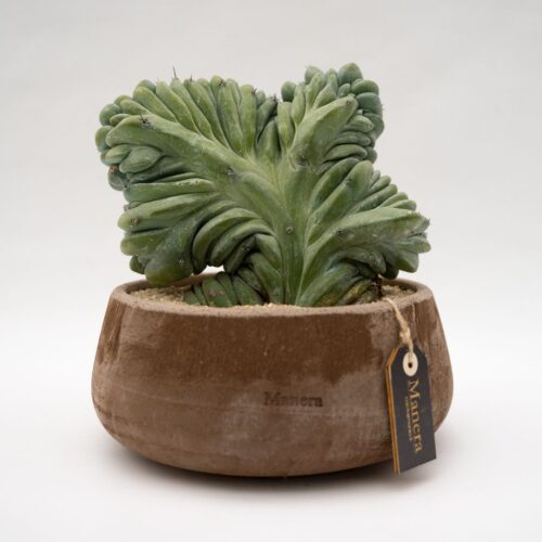 Myrtillocactus geometrizans crestato Linea Manera Choco 1301