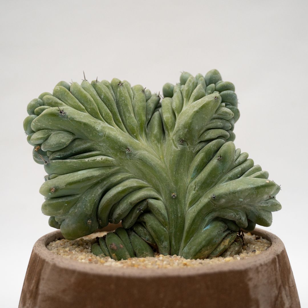 Myrtillocactus geometrizans crestato Linea Manera Choco 1301