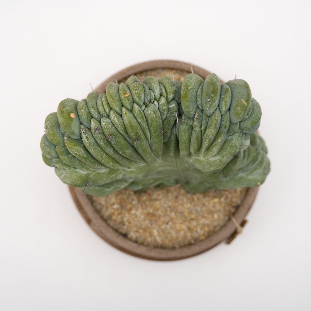 Myrtillocactus geometrizans crestato Linea Manera Choco 1301