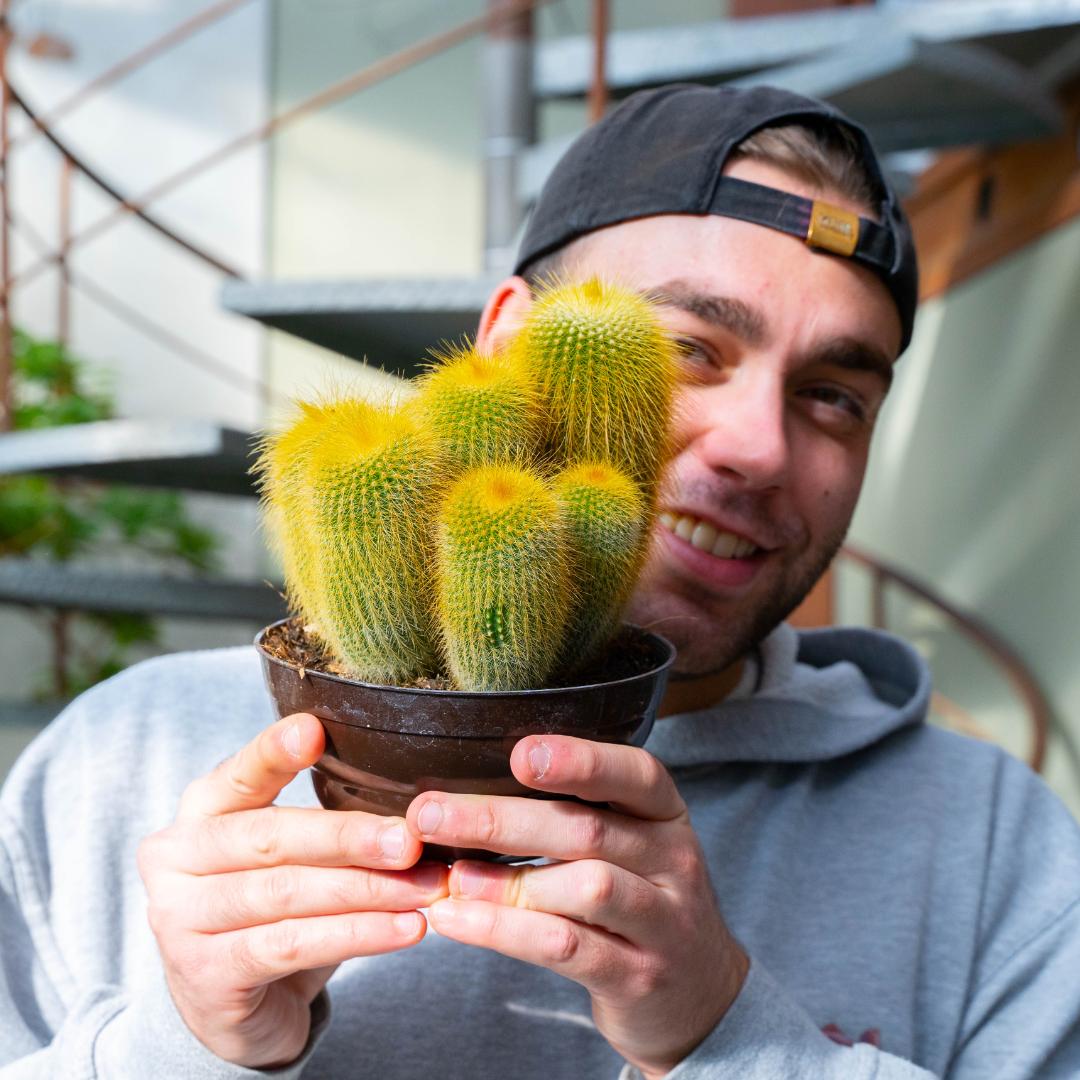 Notocactus leninghausii Ø 15 cm