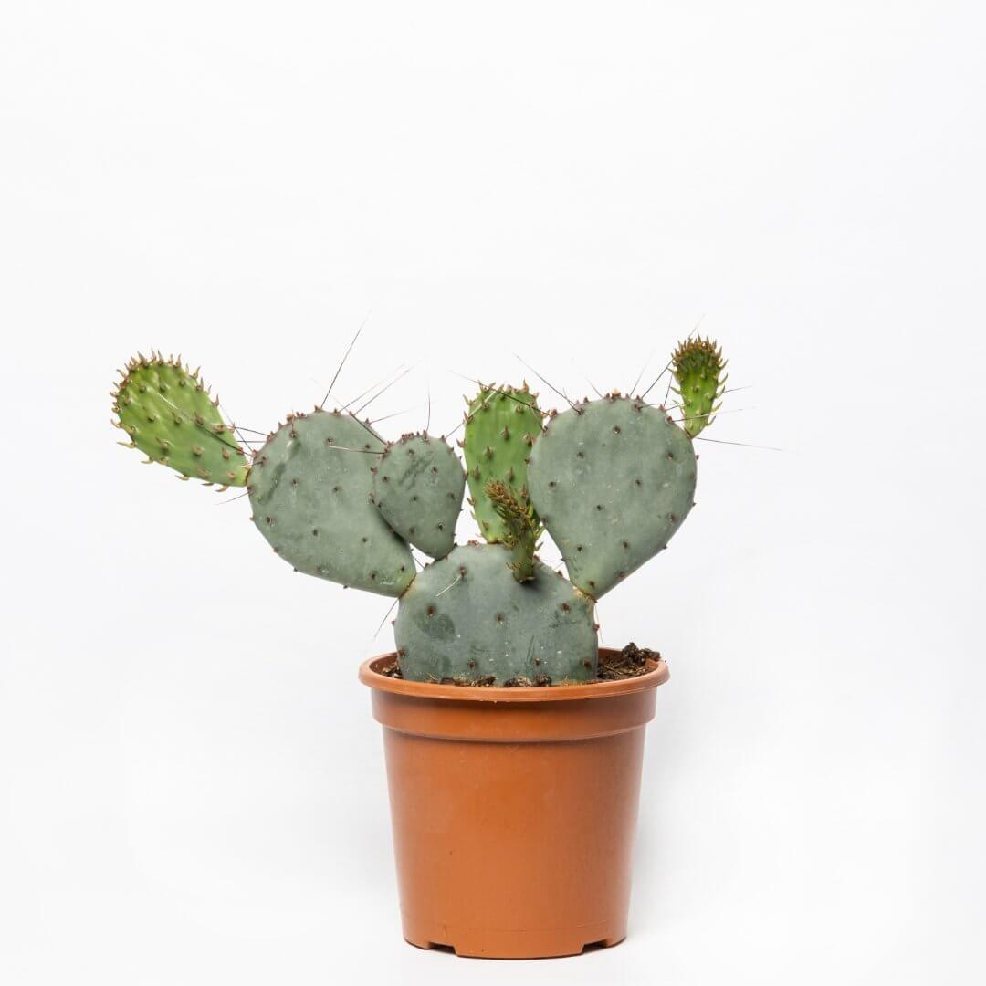 Opuntia Santa Rita Ø 17 cm