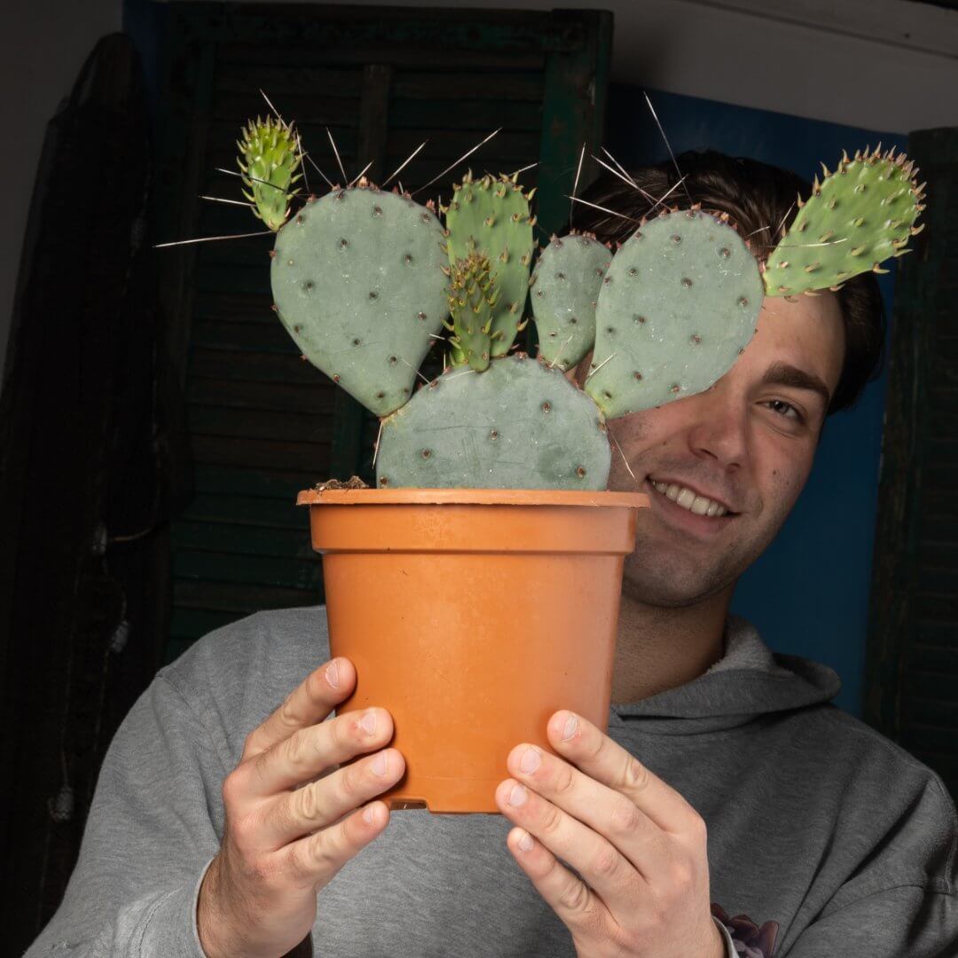 Opuntia Santa Rita Ø 17 cm
