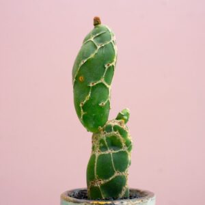 Opuntia zebrina reticulata 287 Raku
