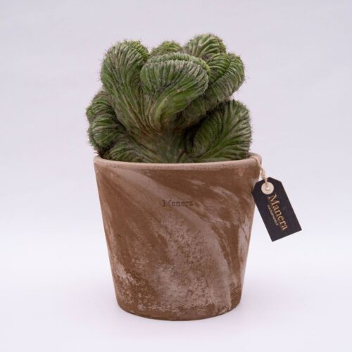 Polaskia chichipe crestata Linea Manera Choco 1306