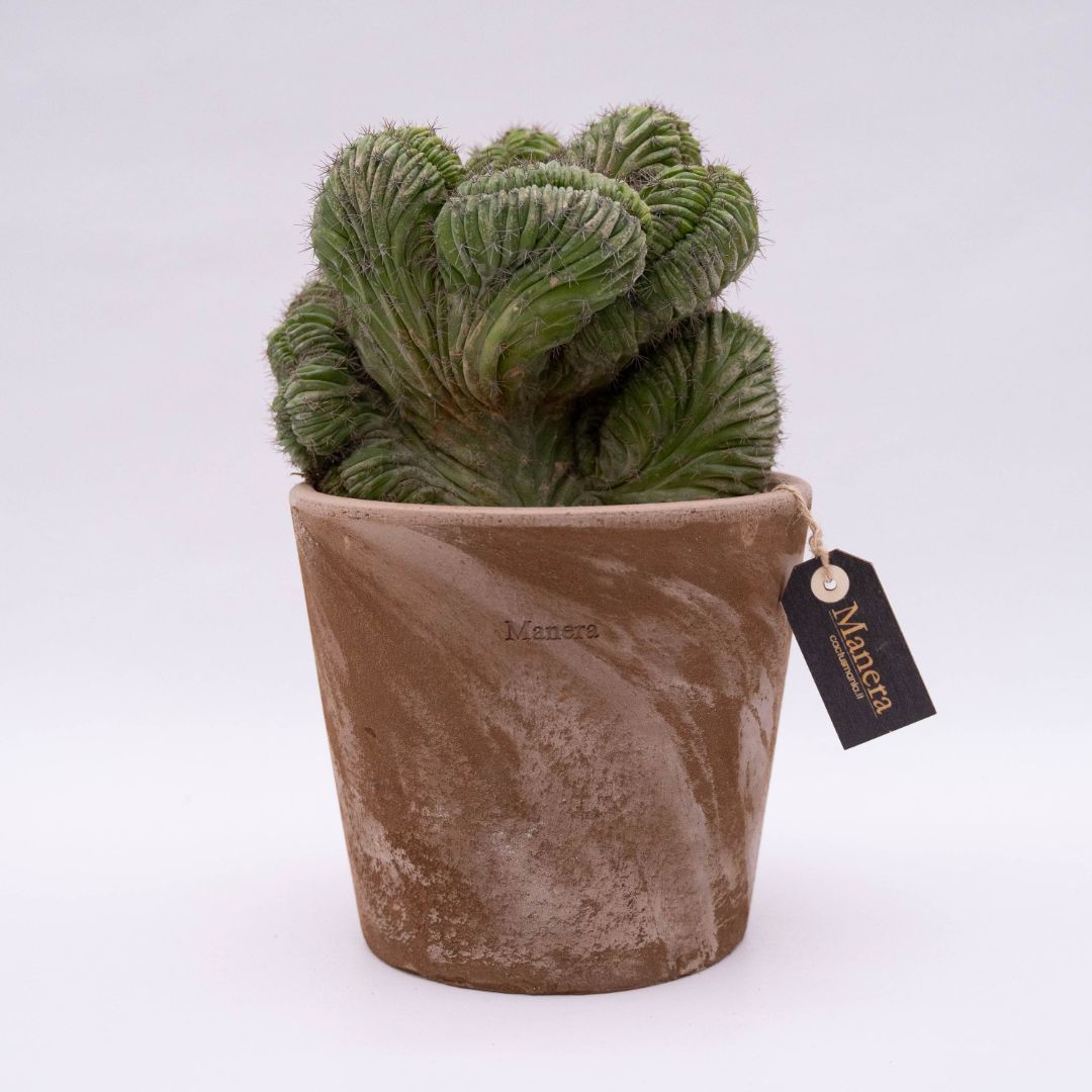 Polaskia chichipe crestata Linea Manera Choco 1306