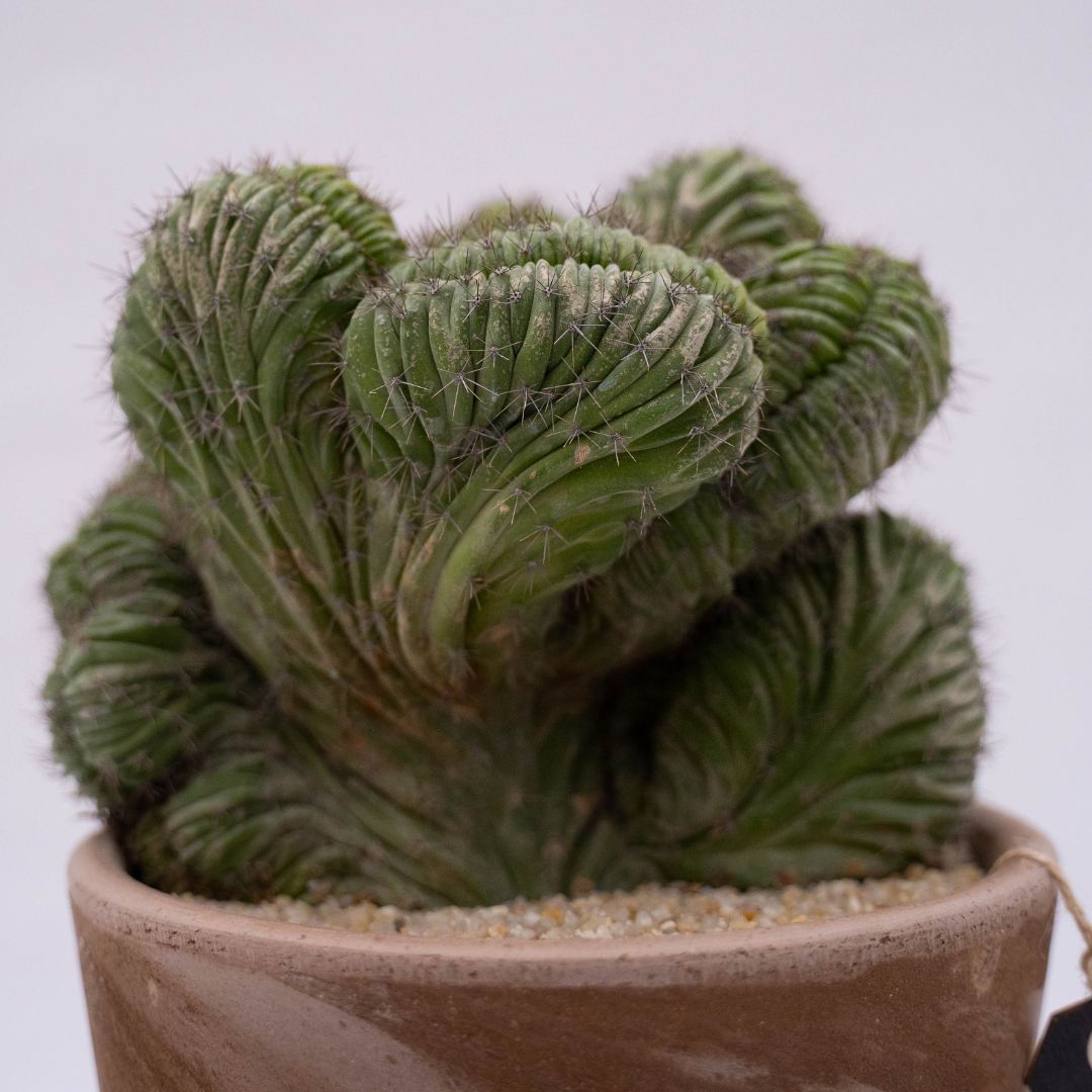 Polaskia chichipe crestata Linea Manera Choco 1306