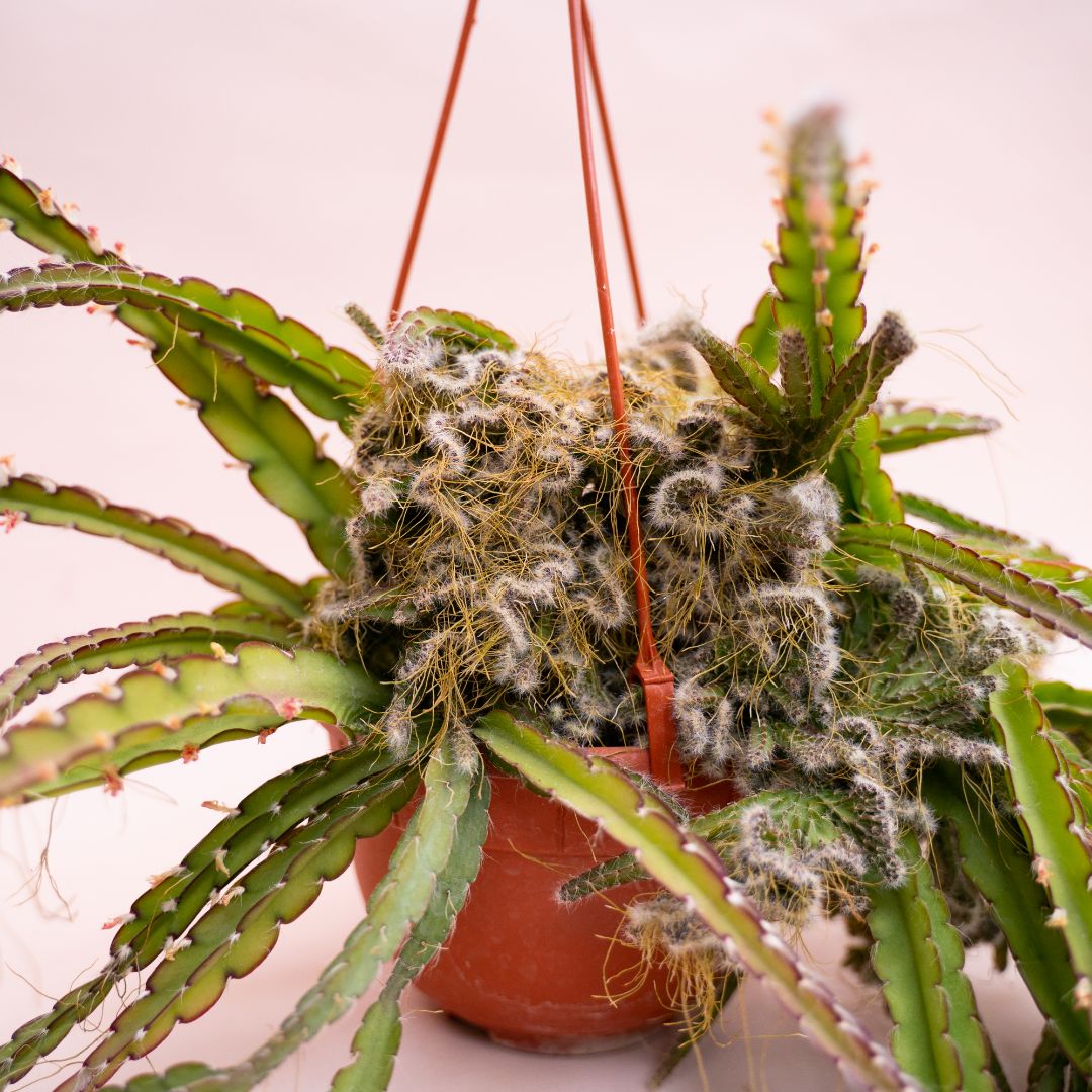 Rhipsalis cruciformis crestato Ø 14 cm 910F
