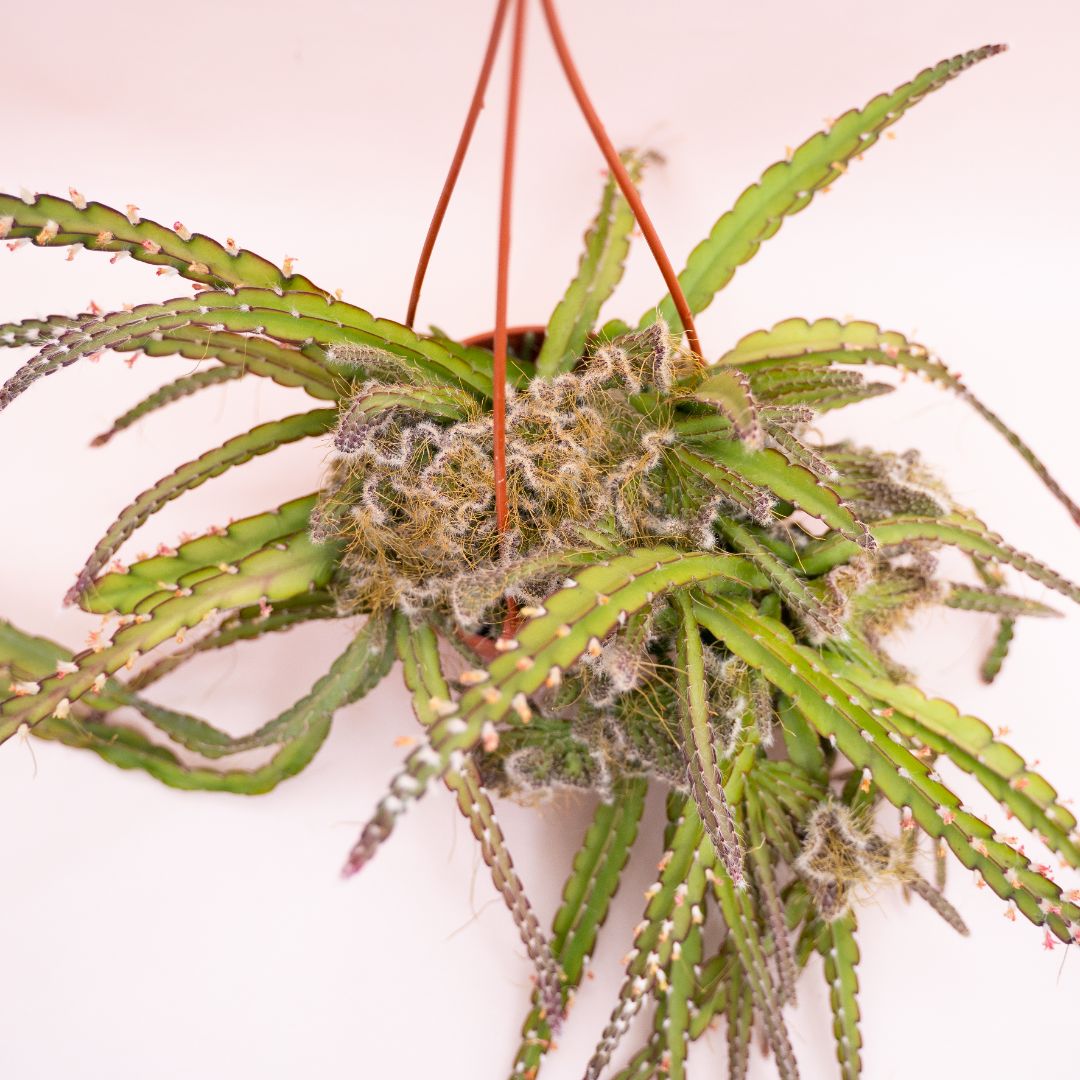 Rhipsalis cruciformis crestato Ø 14 cm 910F