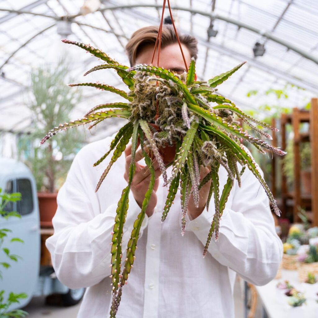 Rhipsalis cruciformis crestato Ø 14 cm 910F
