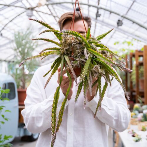 Rhipsalis cruciformis crestato Ø 14 cm 910F