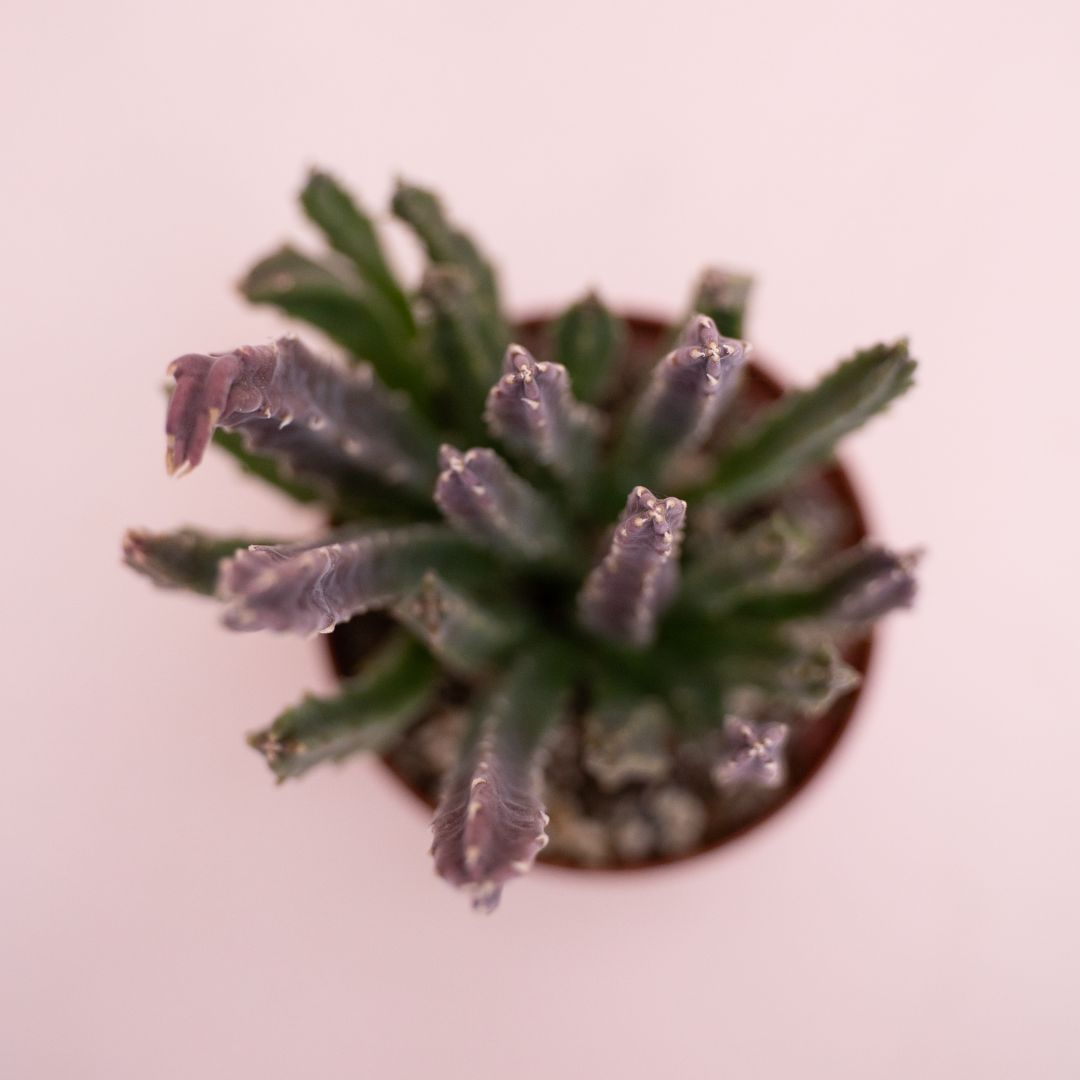 Stapelia hirsuta Ø 10,5 cm cod. 1320 Stapelia hirsuta Ø 10,5 cm cod. 1320