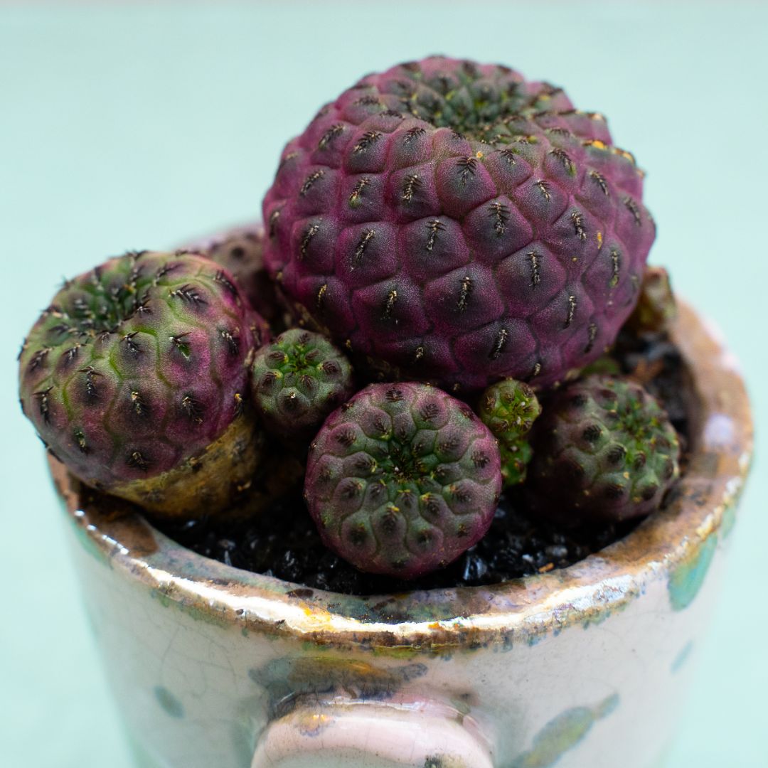 Sulcorebutia rauschii 274 Raku