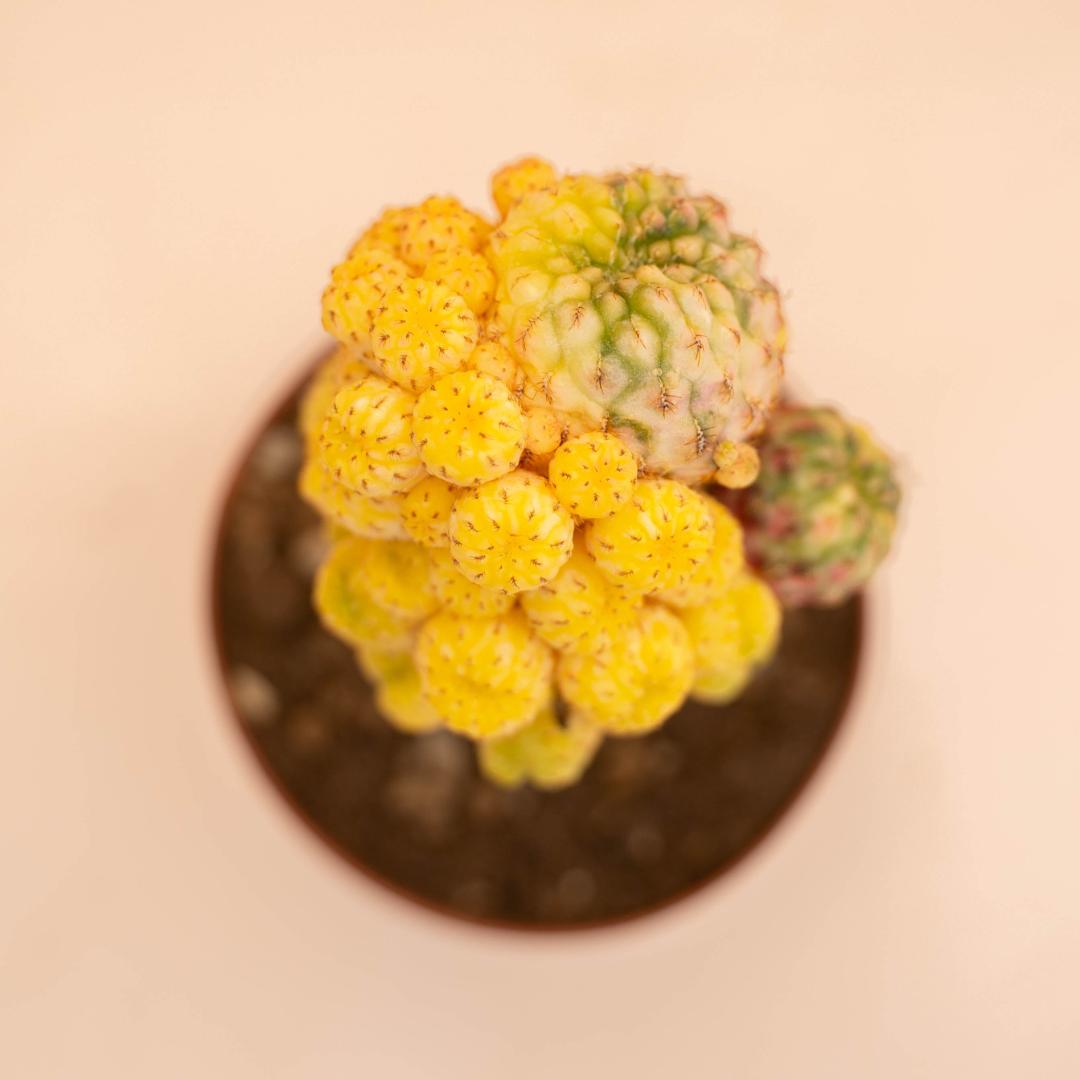 Sulcorebutia rauschii variegata Ø 12 cm