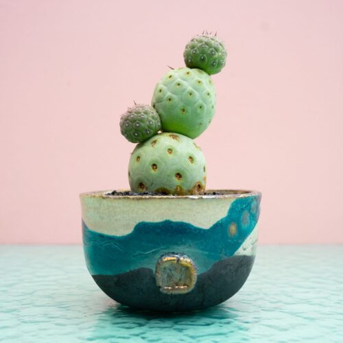 Tephrocactus geometricus 301 Raku