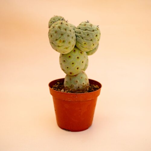 Tephrocactus geometricus 9 palle Ø 12 cm cod 659F