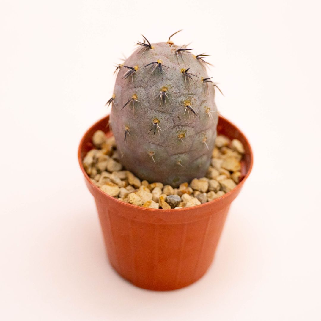 Tephrocactus geometricus Ø 7,5 cm