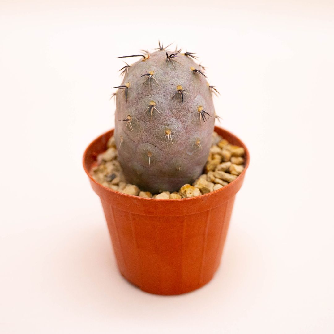 Tephrocactus geometricus Ø 7,5 cm
