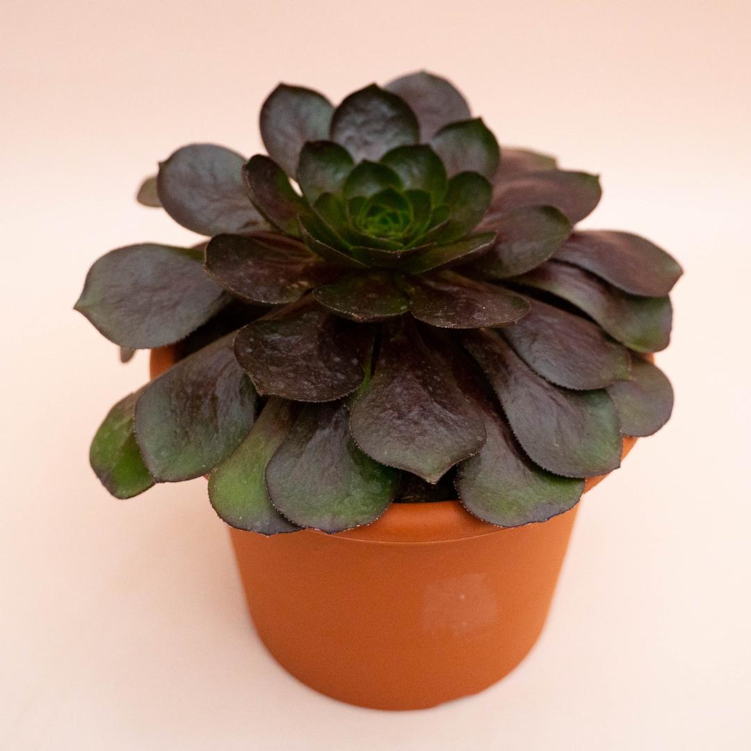 X Semponium Destiny Ø 13 cm